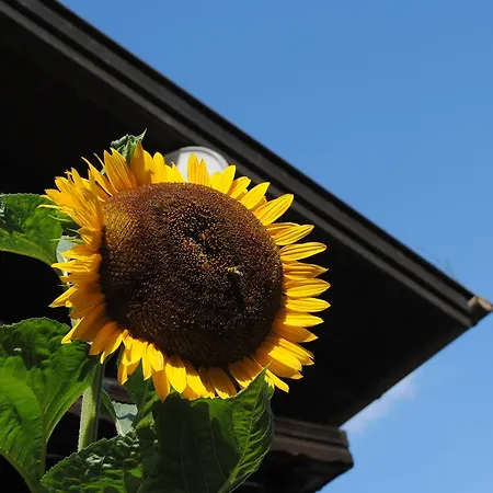 Naturhaus Andrea Grossarl Extérieur photo